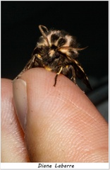 Apantesis williamsii