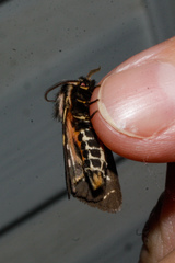 Apantesis williamsii