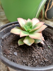 Echeveria secunda