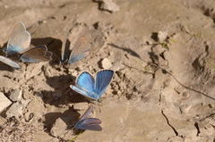 Cyaniris semiargus