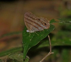 Magneuptychia