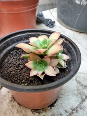 Echeveria secunda