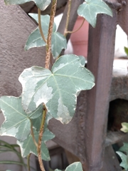 Hedera