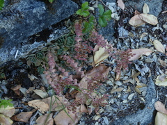 Sedum laxum