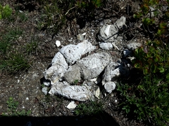 Canis lupus italicus