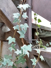 Hedera