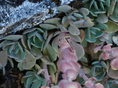 Sedum laxum