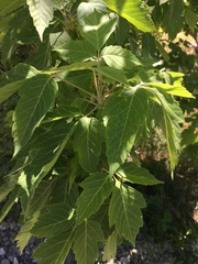 Acer negundo interius