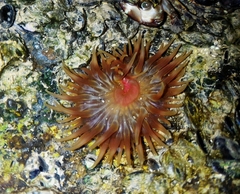 Anemonia sargassensis