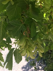Acer negundo interius