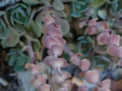 Sedum laxum