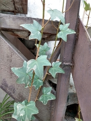 Hedera