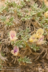 Astragalus kentrophyta