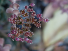 Sedum laxum