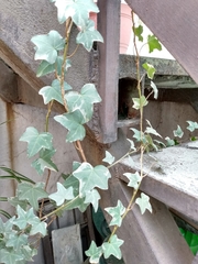 Hedera