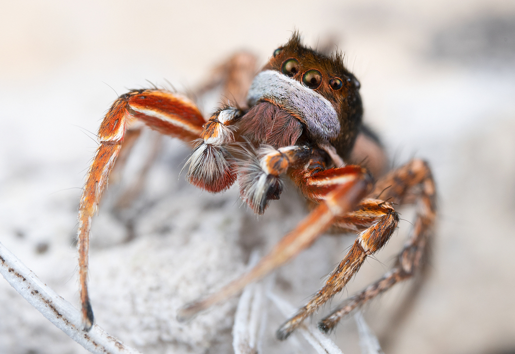 Habronattus americanus