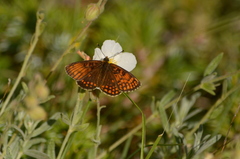 Melitaea varia