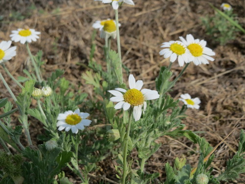 Anthemis arvensis iNat (1)