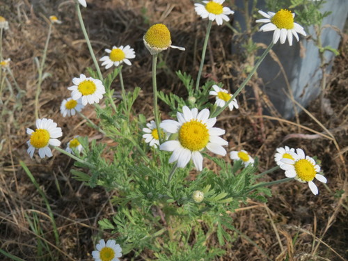 Corn Chamomile