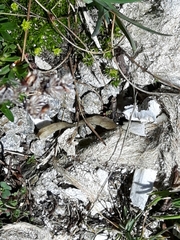 Canis lupus italicus