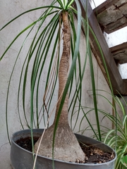 Beaucarnea