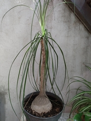 Beaucarnea
