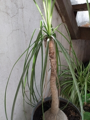 Beaucarnea