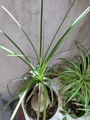 Beaucarnea