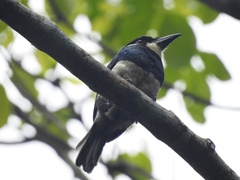 Notharchus pectoralis