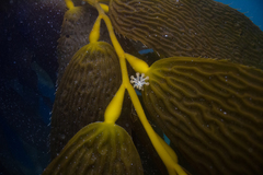 Haliclystus antarcticus