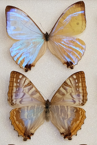 Morpho sulkowskyi