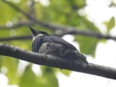 Notharchus pectoralis