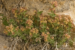 Galium hypotrichium
