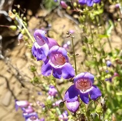 Penstemon spectabilis spectabilis