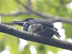 Notharchus pectoralis