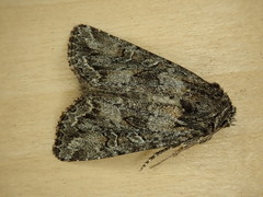 Apamea devastator
