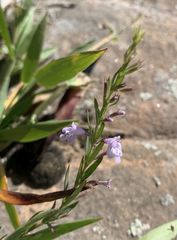 Hedeoma oblongifolia