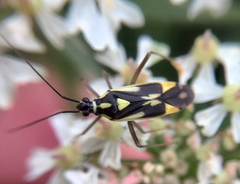 Grypocoris stysi
