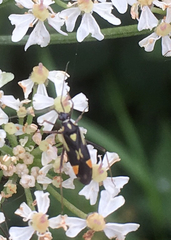 Grypocoris stysi