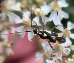 Grypocoris stysi