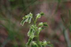 Neottia borealis