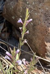 Hedeoma oblongifolia