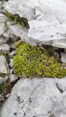 Facchinia cherlerioides