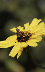 Coelioxys octodentatus