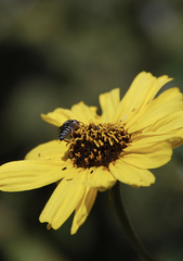 Coelioxys octodentatus