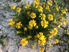 Helenium amarum amarum