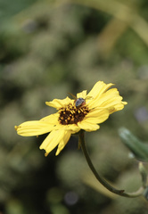 Coelioxys octodentatus