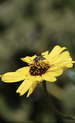 Coelioxys octodentatus