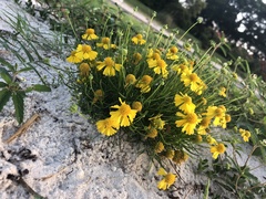 Helenium amarum amarum