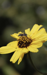 Coelioxys octodentatus